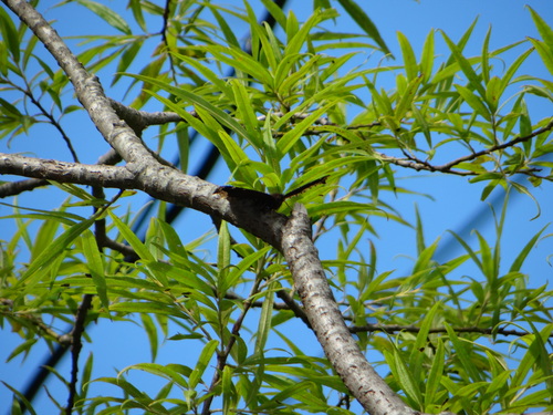 キベリタテハ 麦草峠20120824_d0254540_1661353.jpg