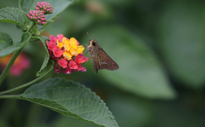 **   秘密の花園にて  **_d0188155_21271916.jpg