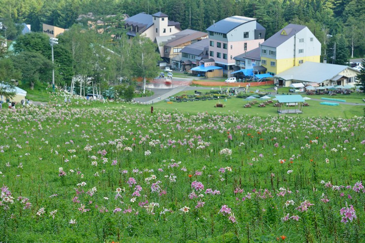 尾瀬岩鞍ゆり園_f0222161_12563511.jpg