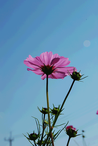 a0275782_17101760.gif