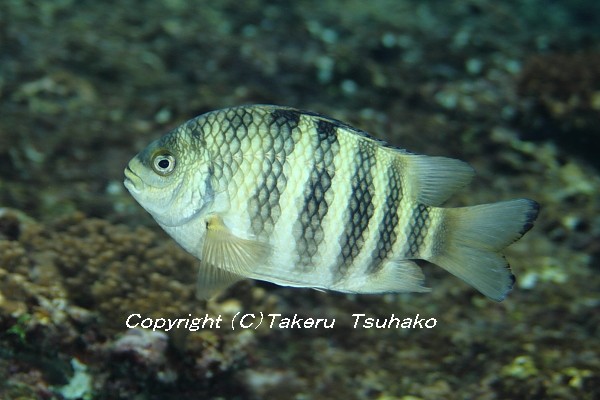 25 シチセンスズメダイ 沖縄本島のスズメダイ