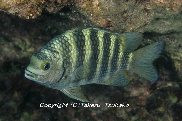 沖縄本島のスズメダイ