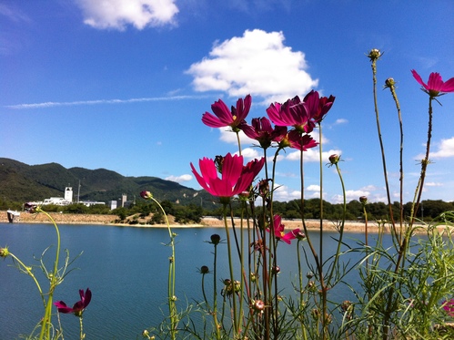 甲寿橋〜芦屋ランチポタリング_a0251786_235537.jpg