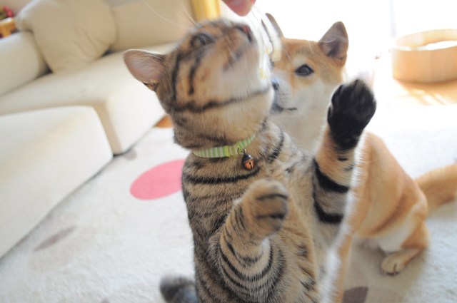 もやしっ子_a0126590_10262068.jpg