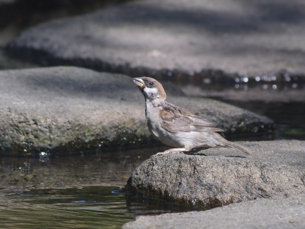 明石港～明石公園　2012.08.25_b0174191_235293.jpg