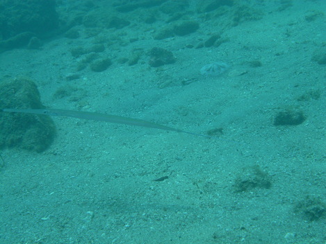 e0115199_17581735.jpg