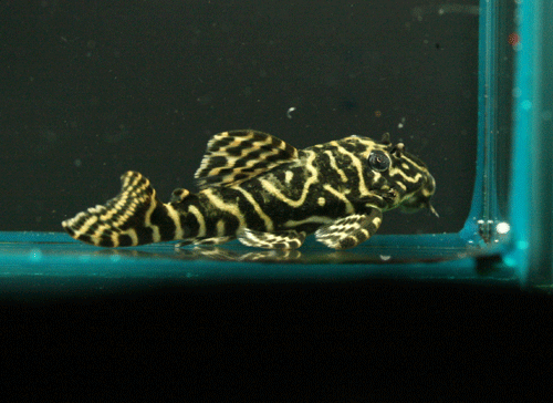 c0165800_19214655.gif