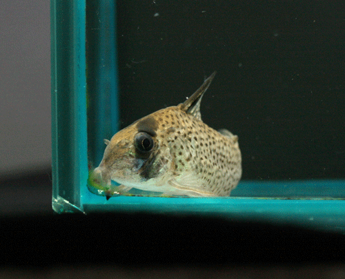c0165800_19293638.gif