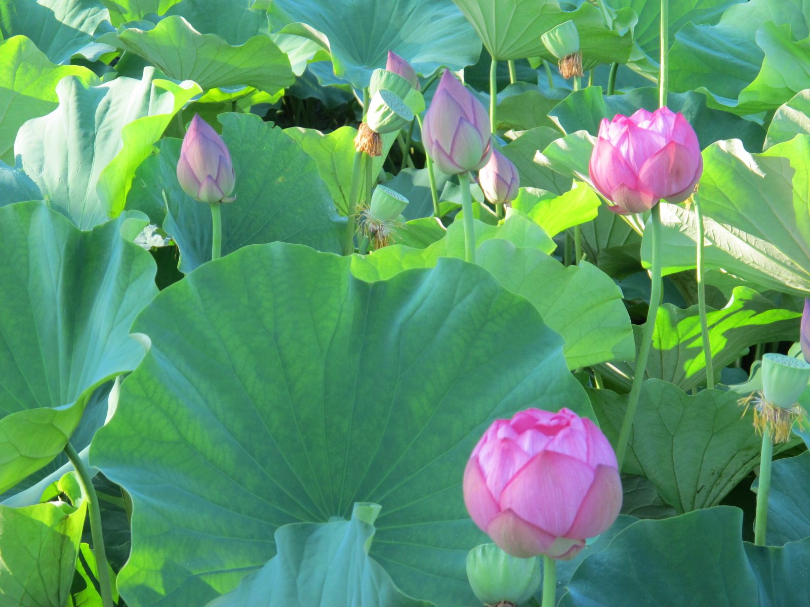 家族愛、隣人愛を醸し出す蓮の花（１８）_c0075701_2138137.jpg