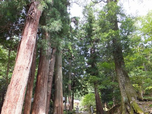 「小浜寺社めぐり」#11:妙楽寺_f0120102_7515240.jpg