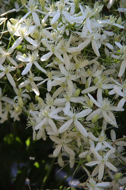 a0123003_952132.jpg