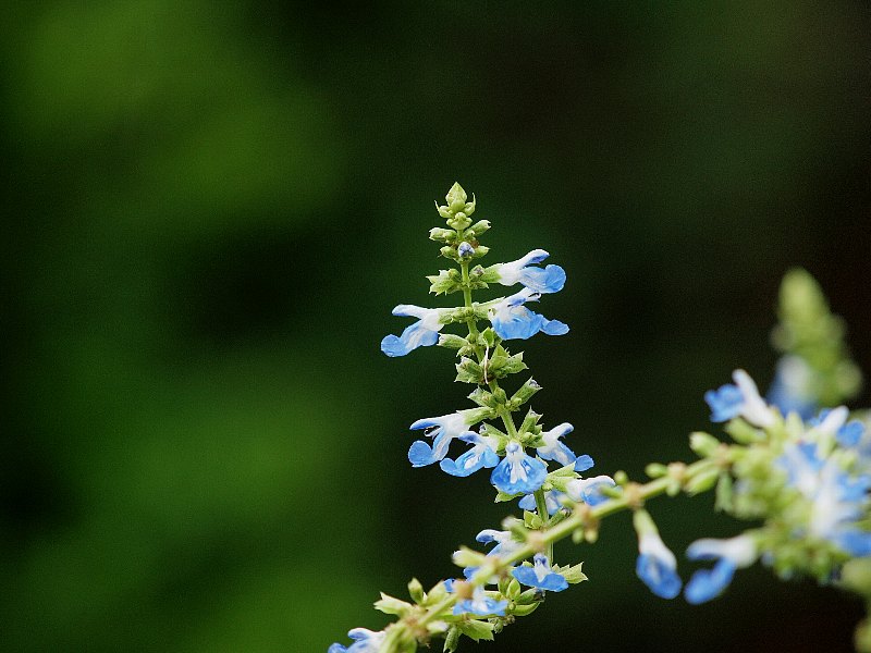 b0231705_82315.jpg