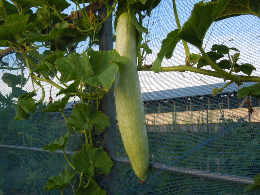 「飛騨カボチャ 収穫-2012」_a0120513_1942381.jpg