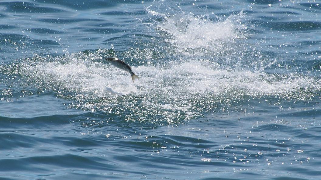 海 面 に 浮 上 す る 魚 群　No.2_d0039021_1843419.jpg