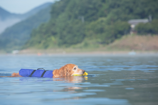 水泳部2012　４回目　みんなで楽しく♪_e0192921_1730368.jpg