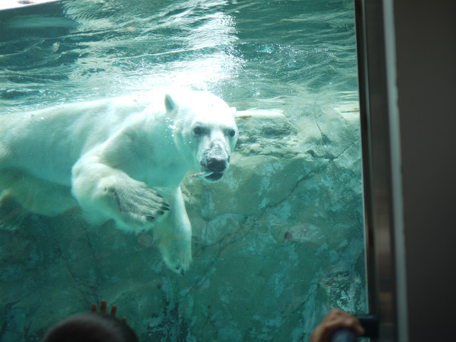 おしめ様　旭山動物園に行く！_b0171627_1553780.jpg