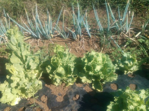 野菜の種まきは...時期が重要!_b0137932_2156599.jpg
