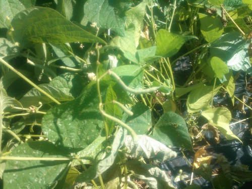 野菜の種まきは...時期が重要!_b0137932_2158747.jpg