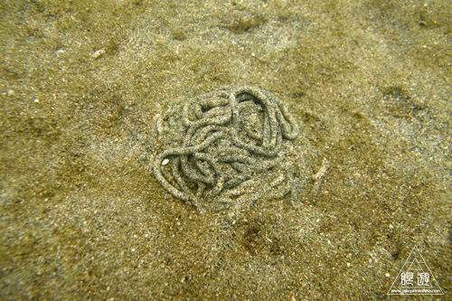 261 美保関町 ~島根の海は素晴らしい~_c0211532_222219.jpg