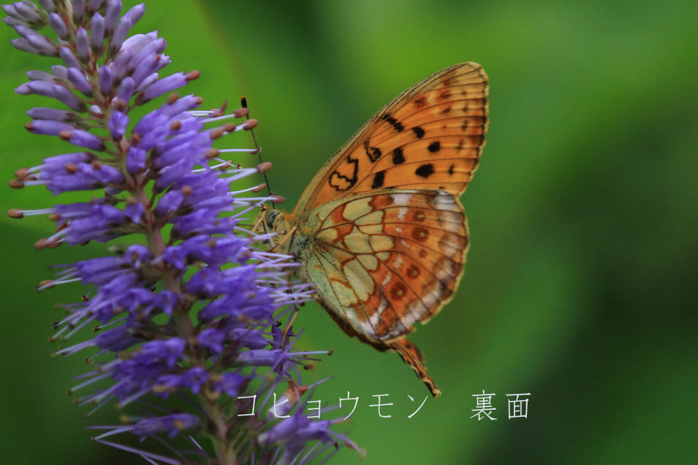 第5回バス旅行（谷川岳天神平）2012年7月24日_a0097635_12551326.jpg