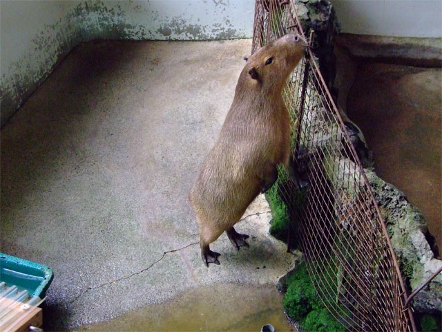 さみしいまりもさん_a0179837_14443316.jpg