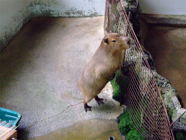 さみしいまりもさん_a0179837_14452641.jpg