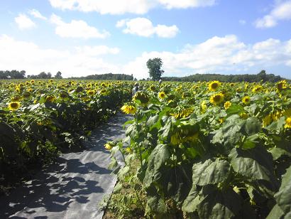 c0227640_6571860.jpg