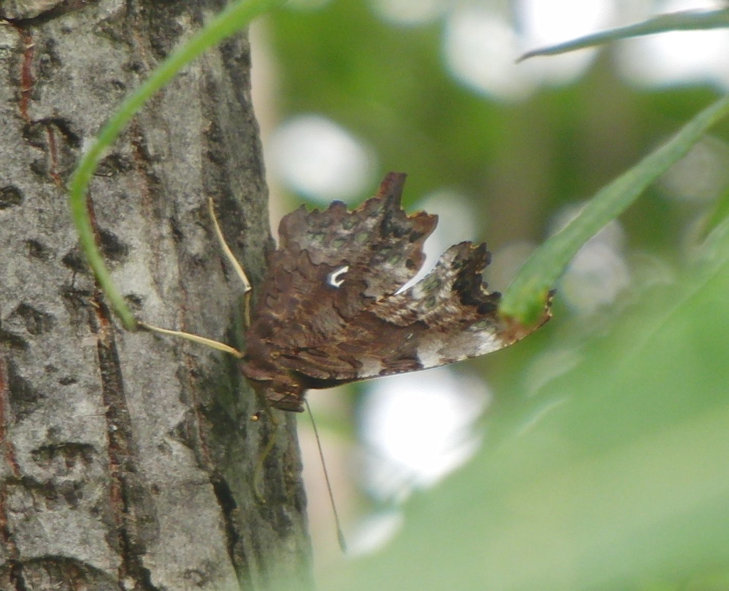 シータテハ 麦草峠20120824_d0254540_16565714.jpg