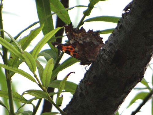 エルタテハ　麦草峠20120824他_d0254540_639177.jpg