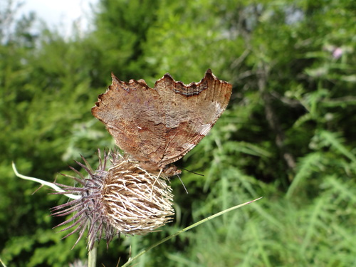 エルタテハ　麦草峠20120824他_d0254540_644045.jpg