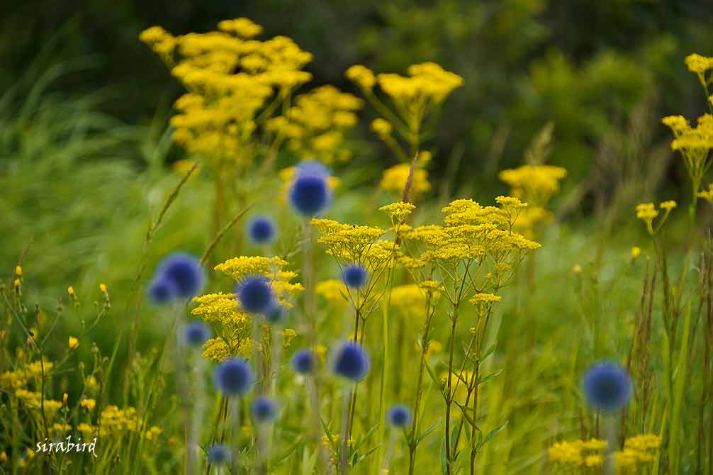 阿蘇の夏の花④（オミナエシ、カワラナデシコ）_d0238245_133233.jpg