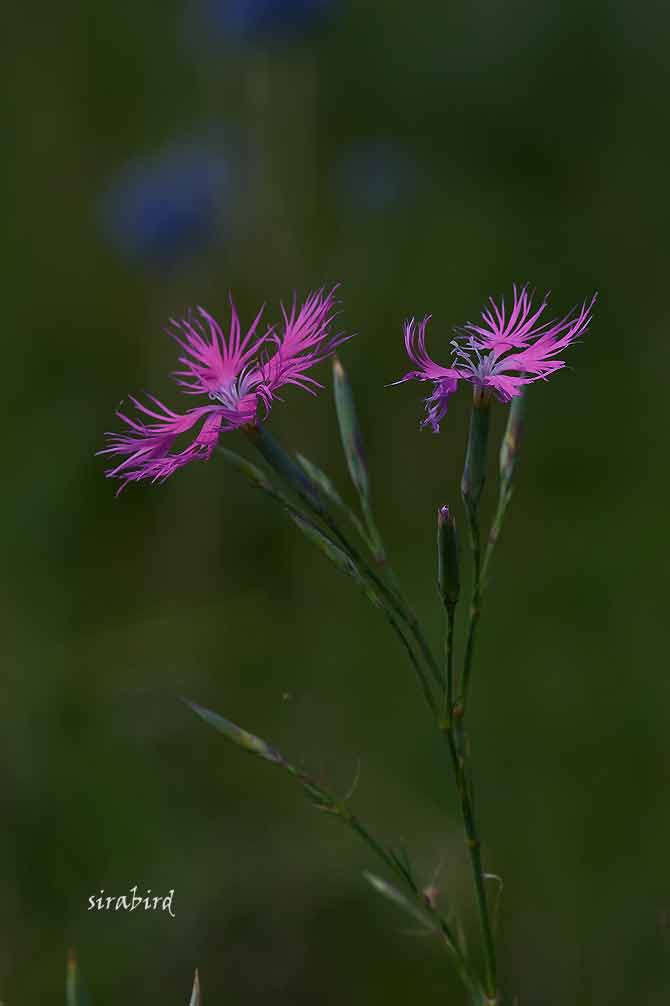 阿蘇の夏の花④（オミナエシ、カワラナデシコ）_d0238245_1946599.jpg