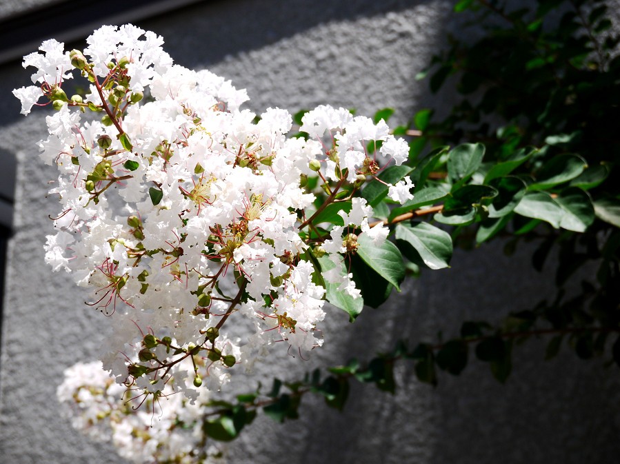　　ご近所めぐり_b0093754_22234847.jpg