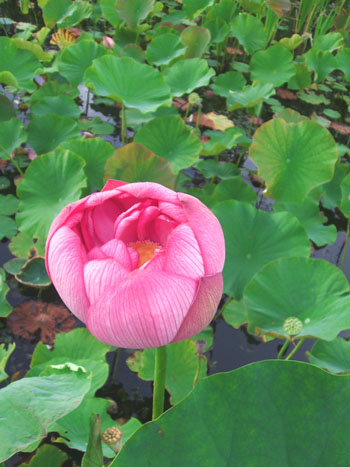 見頃 蓮 はす の花 北海道を楽しもう おでかけ倶楽部