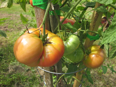 c0115258_5461187.jpg