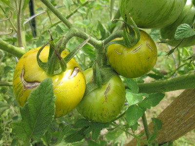 c0115258_550035.jpg
