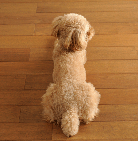 c0196673_2074391.gif