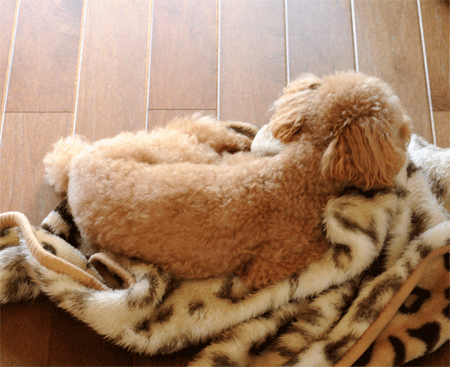 c0196673_2082086.gif