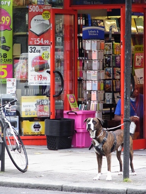 英国犬スナップ＊おっきな犬編_b0209976_2021963.jpg