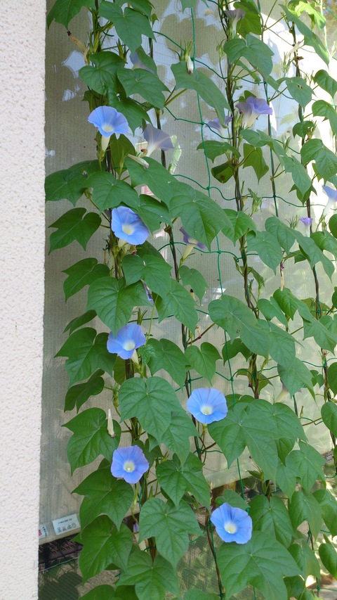 アサガオとクワガタ。_d0182179_15464188.jpg