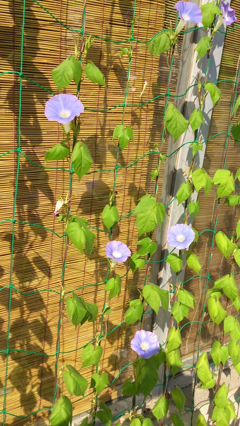 アサガオとクワガタ。_d0182179_15524942.jpg
