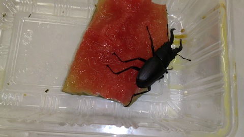 アサガオとクワガタ。_d0182179_21255424.jpg