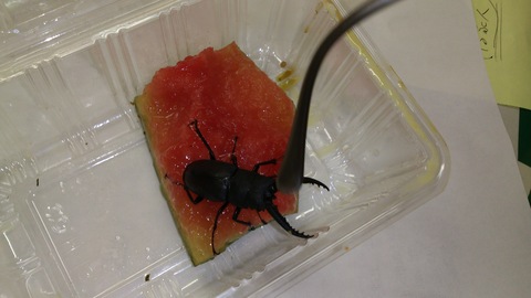 アサガオとクワガタ。_d0182179_21284376.jpg