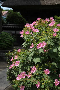 b0071781_11112242.jpg