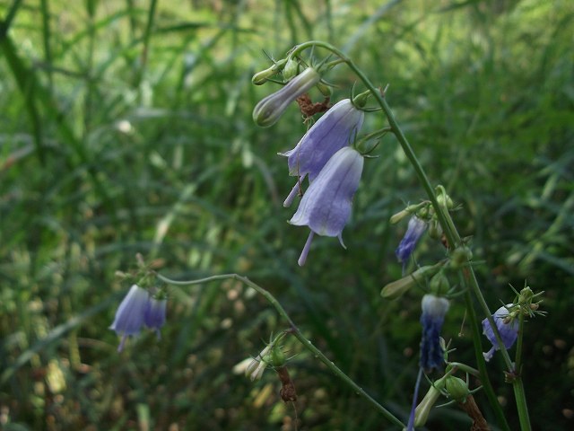 c0212083_23181915.jpg