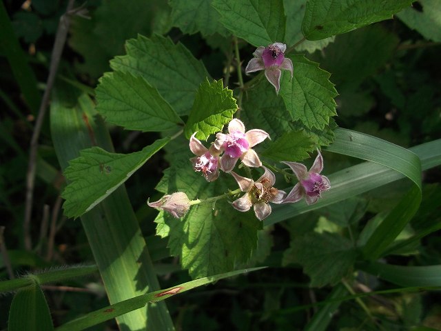 c0212083_23194933.jpg