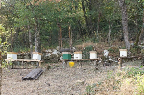 蜂の帰宅コース_f0106597_1155264.jpg