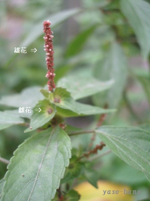 e0025300_16542937.jpg