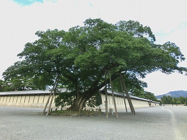 蛤御門と禁門の変(江戸検お題「徳川将軍15代」)_c0187004_8555822.jpg