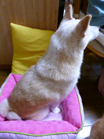 e0131506_14403772.jpg